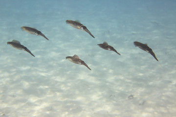 Flock of squid