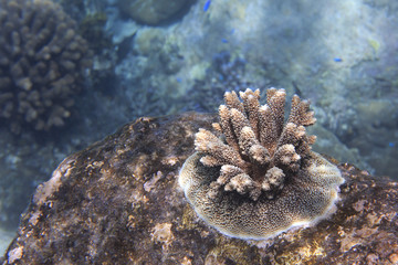 Fototapeta premium Beautiful coral reef coastal.