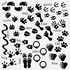 Traces of animals, birds, people