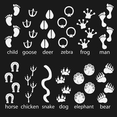 Traces of animals, birds, people