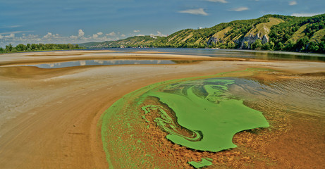 Green algae on the surface of the river.