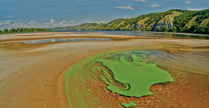 Green algae on the surface of the river.