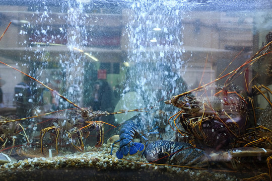 Lobsters in a tank