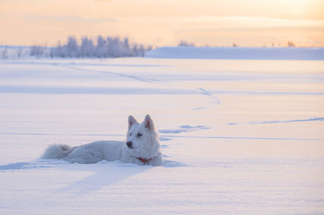 Eight Below - husky