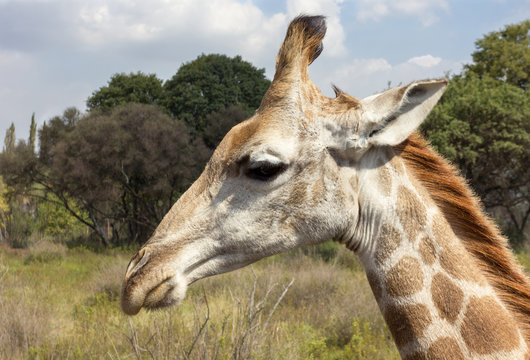 Giraffe, Sterkfontein DMA, Gauteng, South Africa