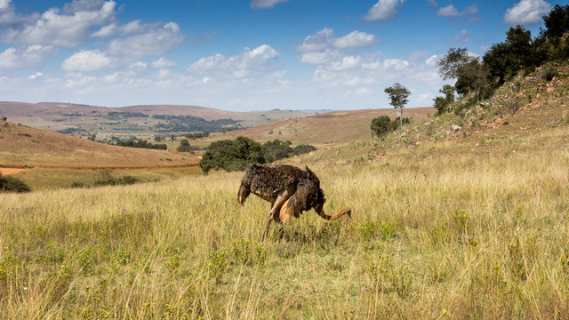 Ostrich grazing, Sterkfontein DMA, Gauteng, South Africa