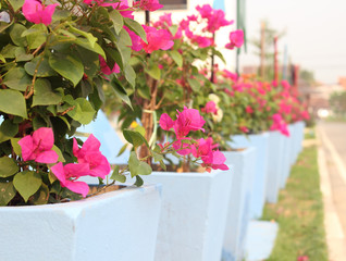 Bougainvillea flowers