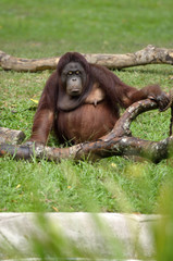Orangutan..