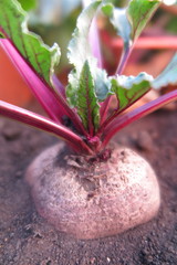 Ripe beetroot (Beta vulgaris) in the autumn garden bed