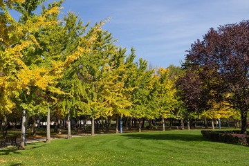 Fototapeta na wymiar Fila del Arbol Ginkgo Biloba - Parque urbano con arboles Ginkgo Biloba en otoño y Ciruelo Rojo