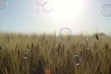 Soap bubbles floating above wheat field, Italy