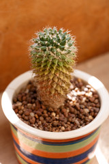 Close up small cactus in a flowerpot for decorate
