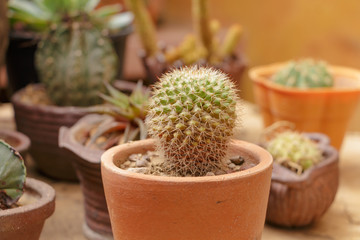 Small cactus in flowerpot in the garden