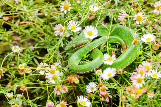 Bush viper snake (Atheris hispida) camouflaged in daisy grass