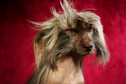 Portrait of a Chinese crested dog winking