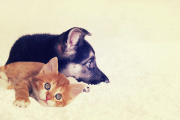 kitten and puppy looking