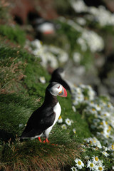 Obraz premium Puffin is thinking to takeoff from a cliff
