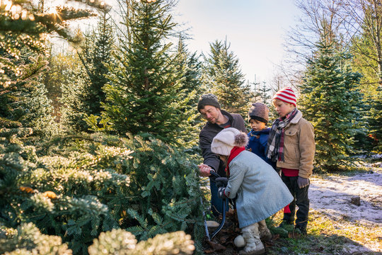 Father with three children cutting down Christmas tree