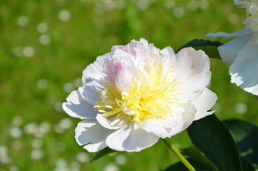 Blooming white peony flower