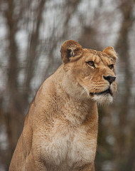photo of an alert Barbary lioness
