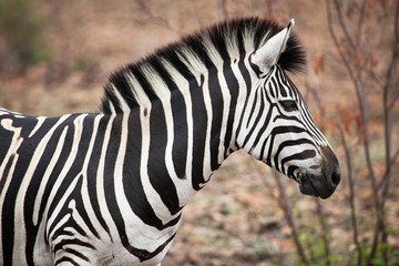 Fototapeta na wymiar African Zebra closeup