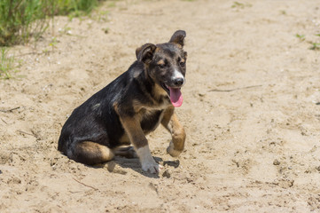 Fototapeta na wymiar Portrait of adorable stray puppy having rest in a sandy place