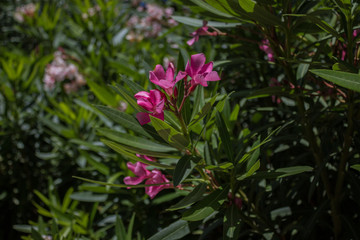 Nerium flower, Cyprus