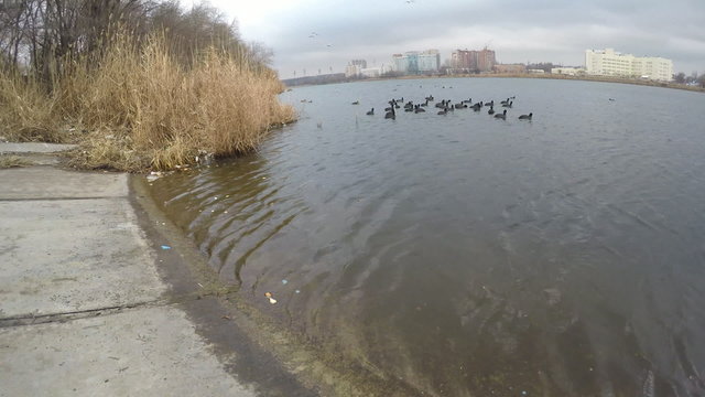 Ducks, pigeons and seagulls swimming  in the pond together and looking food. Time lapse.