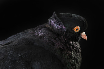  black pigeon
