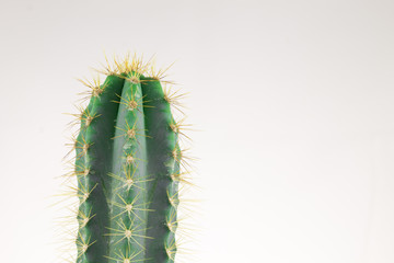 Small cactus in metal can 
