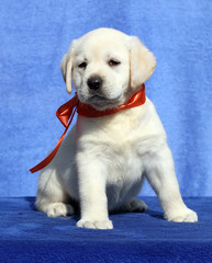 nice cute labrador puppy on a blue background