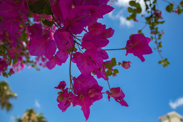 Bougainvillea flowers in the park.