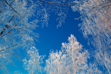 Деревья в инее на фоне неба.