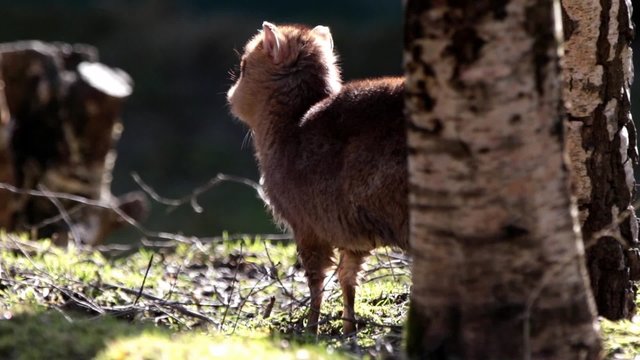 Young Juvenile Muntjac