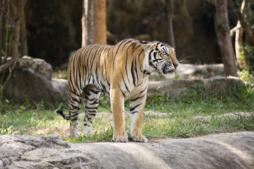 Bengal tiger
