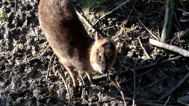 Muntjac