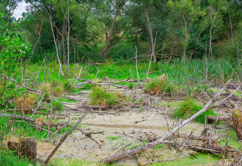 bad ecology in nature