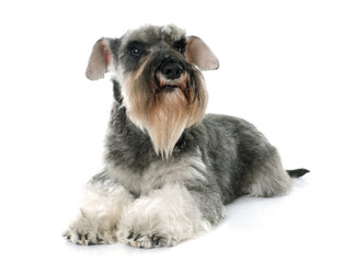 gray miniature schnauzer