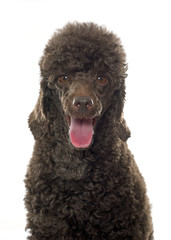 female brown poodle