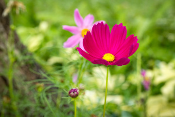 pink cosmos flower