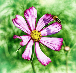 Cosmos decorative flower