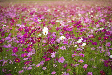 Fototapeta premium Cosmos field 1
