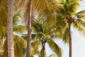 Fototapeta na wymiar Strong deft man picking coconut in Guadeloupe