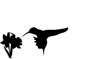humbird
