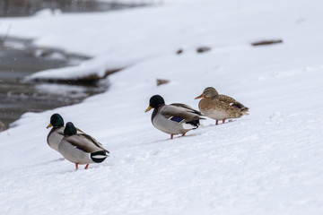 Fototapeta premium Mallards on Snow