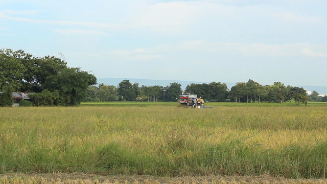 Rice harvesting in Thailand.