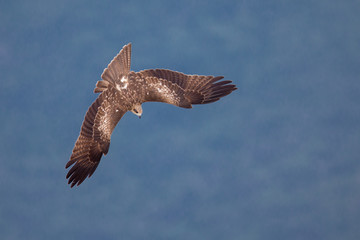 Black Kite  (Milvus migrans)  subduct with blurred  background