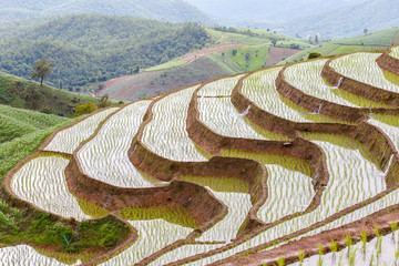 Green Terraced Rice Field in Pa Pong Pieng , Mae Chaem, Chiang Mai, Thailand