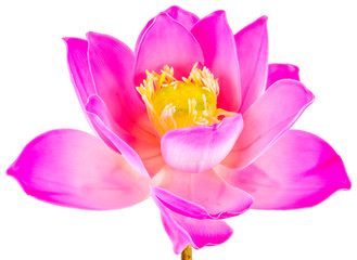 Obraz na płótnie Canvas fleur artificielle de lotus rose