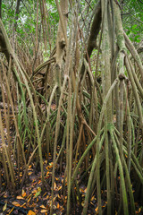 Obraz premium Wild tropical forest, mangrove trees in water